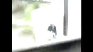 Garanhão febril negr ...